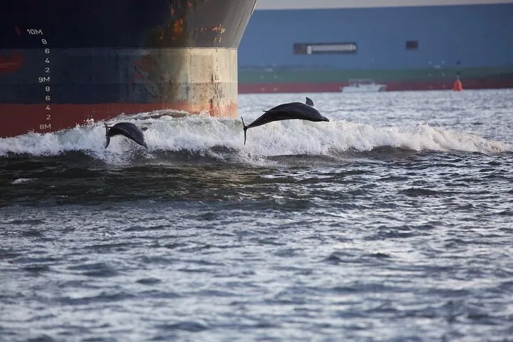 Zwei Delfine springen in der Nähe des Bugs eines großen Schiffes aus dem Wasser.